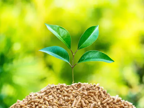 Picture of leaves growing through biomass pellets.